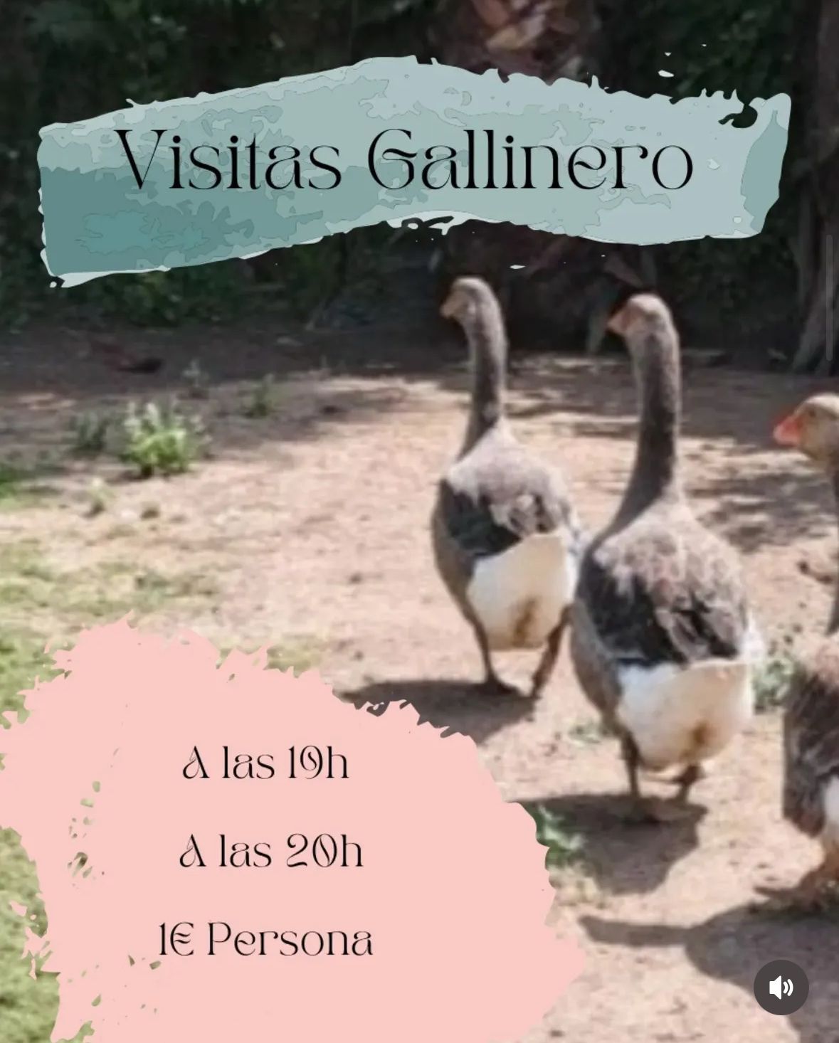 Visita al gallinero